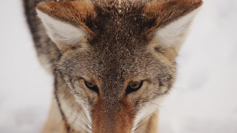 are you getting the most out of your bmw f87 entertainment