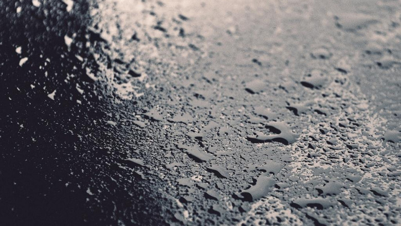 what are the very best fish for frying