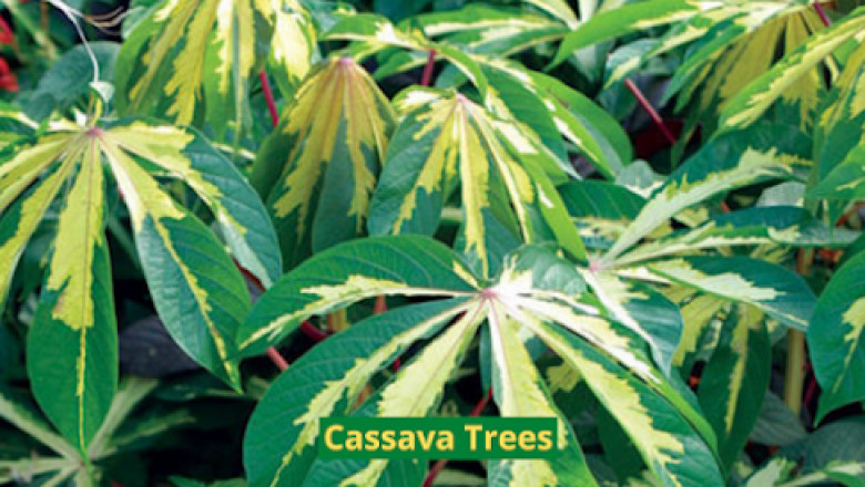 5 Growing Tips for Cassava Trees (Variegated Tapioca)