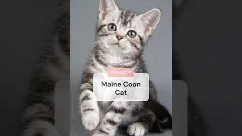 6 Cat Breeds That May Actually Like Water