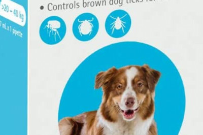 BRAVECTO Spot On For Dogs 20 to 40 Kg Blue Pack 1 Pipette