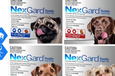 NexGard Monthly Flea Tick Prevention 3 Chews for Dogs