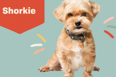 Shorkie Puppies For Sale