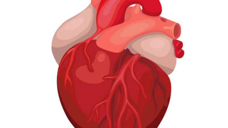 What is the Role of a Heart Specialist in a Hospital?