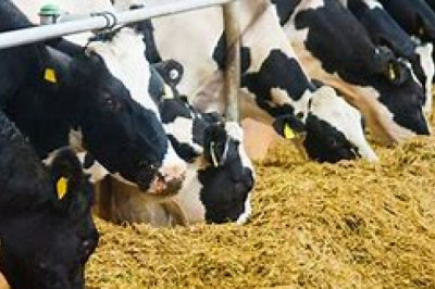 Global Animal Feed Market has estimated to grow with CAGR of 2.90% in 2027