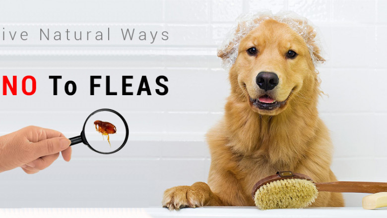 Five Natural Ways to Say “NO” to FLEAS
