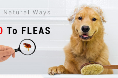 Five Natural Ways to Say “NO” to FLEAS