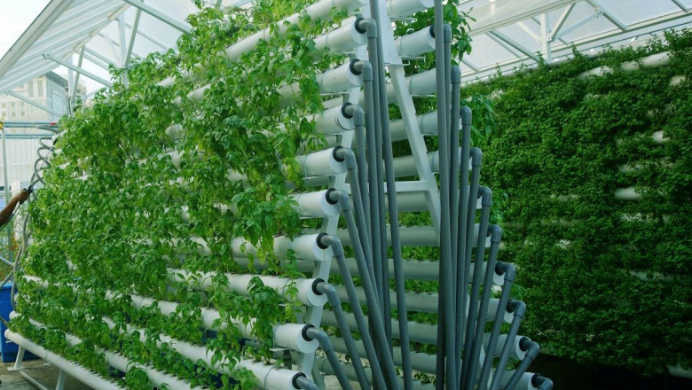 Why Hydroponic Is New Norm to Grow Vegetables in 2022?