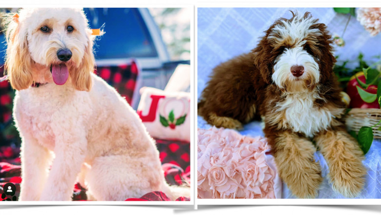 The Best Australian Bernedoodle Puppies for Sale