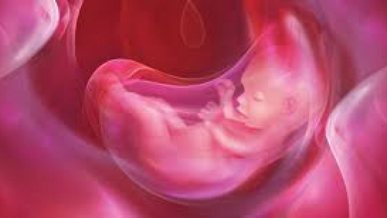 Amniotic Membrane Market: Global Industry Trends, Share, Size, Growth, Opportunity and Forecast 2021-2028
