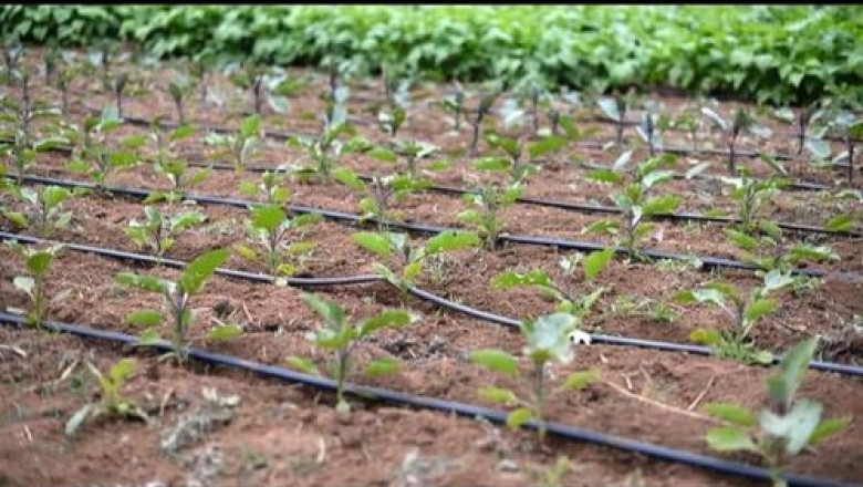Global Drip Irrigation Market Size, Share, Growth 2022-2025