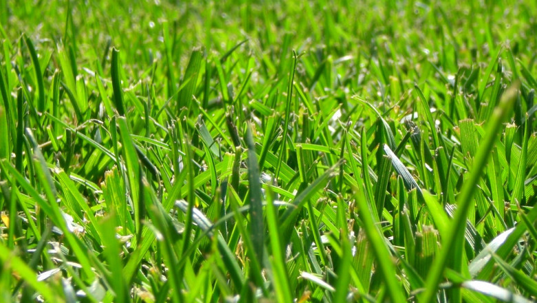 Global Forage Grass Exchangers Market Size, Share, Growth, Trends, and Forecast, 2022-2025