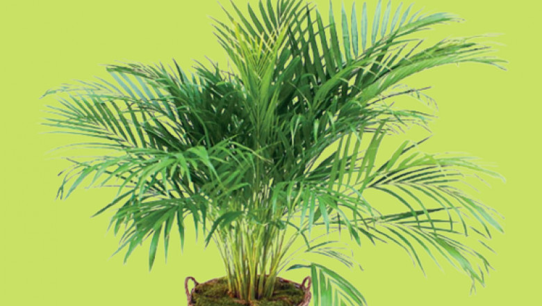 5 Simple Tips for a Bushy Areca Palm