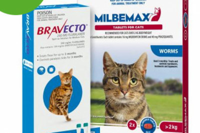 Buy Bravecto Spot On + Milbemax Combo Pack For Cats