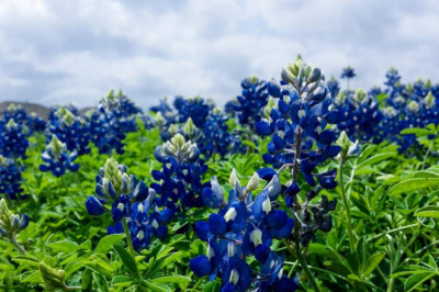 10 fundamentals about zhai wu zhong zu you didnt learn in school