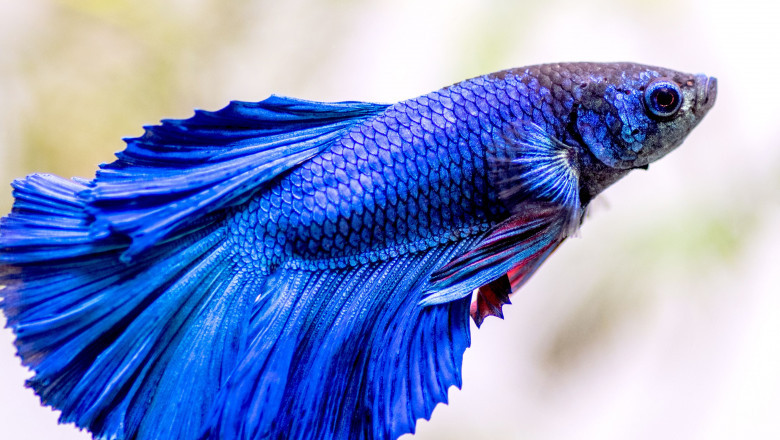 Important Things to Know About Betta Fish Care