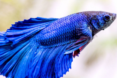 Important Things to Know About Betta Fish Care