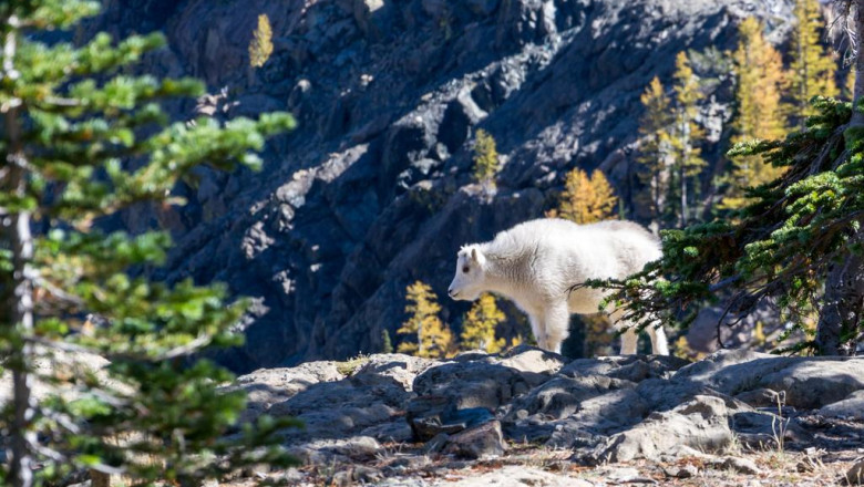 the evolution of spk strain