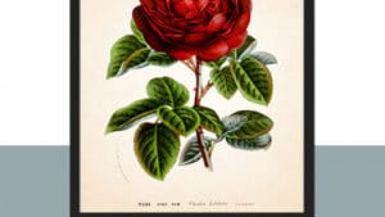 buzz unplugged wall art