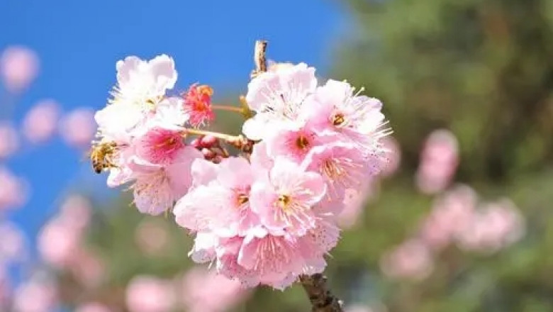 forklift lithium battery