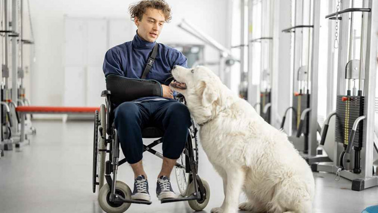 What Are Emotional Support Animals and Would You Need One?