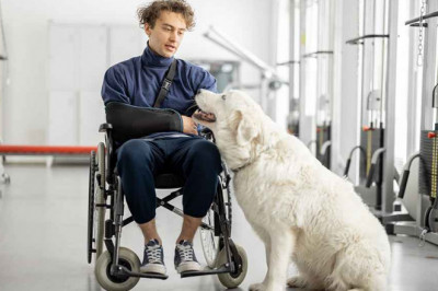What Are Emotional Support Animals and Would You Need One?