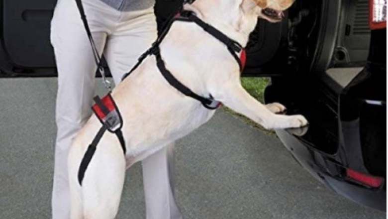 Consider Shopping From The Disabled Pet Supplies Archives
