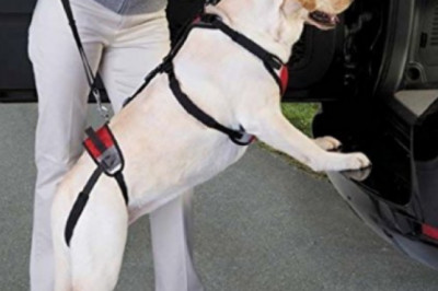 Consider Shopping From The Disabled Pet Supplies Archives