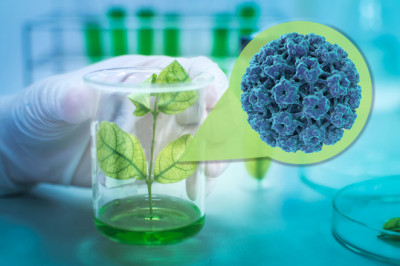 How are Plant-based Vaccines Produced?