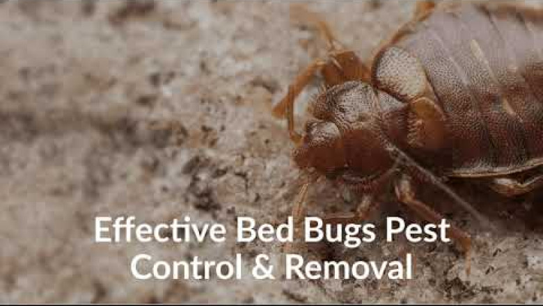 Pest Control Vaughan
