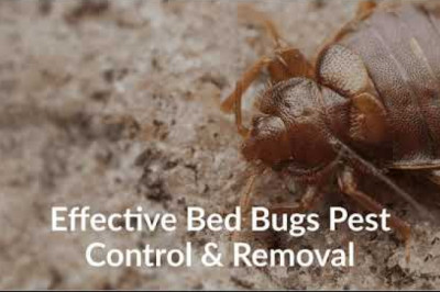 Pest Control Vaughan