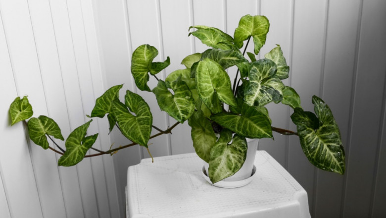 Syngonium Plant Care: A Beginner’s Guide