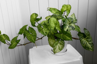 Syngonium Plant Care: A Beginner’s Guide