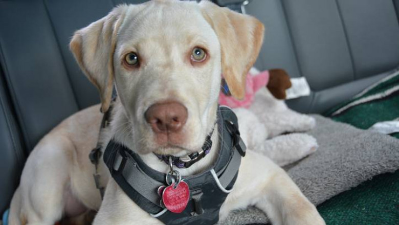 Side effects of electronic tactical dog collars