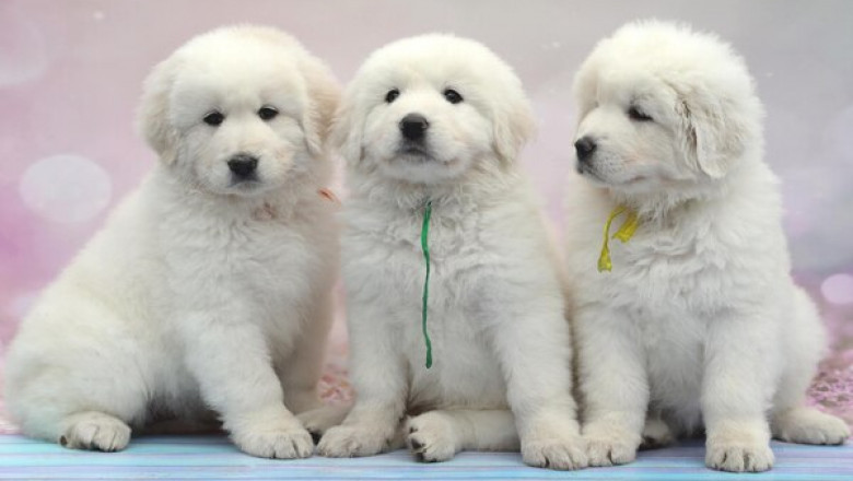 Why Many Owners Choose Vegan Dog Food for Their Canines