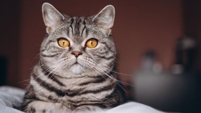 The Importance and Benefits of a Cat Scratching Post