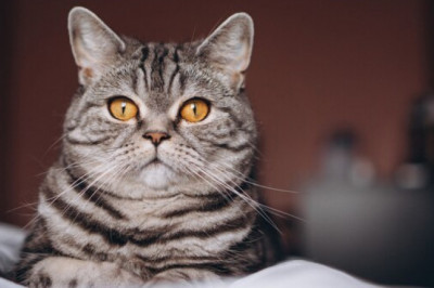 The Importance and Benefits of a Cat Scratching Post