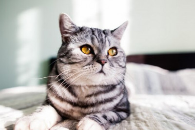 Essential Pet Supplies – Puppy Training Pads and The Cat Scratcher