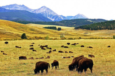 How To Start A Bison Ranch? | Noble Premium Bison