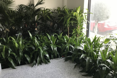 List Out The Various Varieties Of Office Plants For Hire