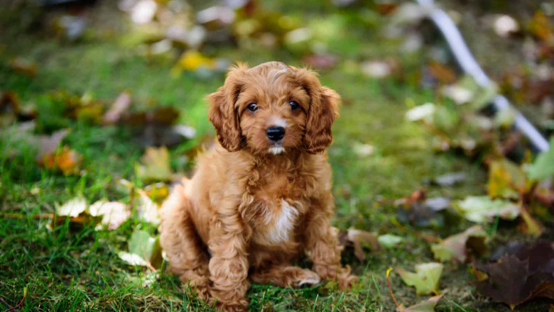 What Are the Benefits of Adopting Mini Golden Doodles?