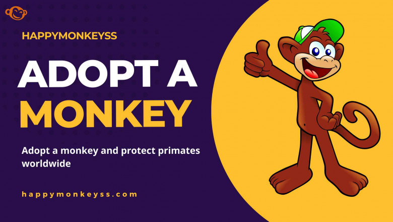 What is the simplest way to get a monkey as a pet?