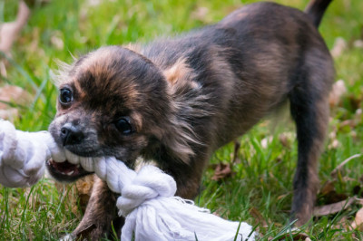 Why Hire Dallas Personal Injury Lawyers for Dog Bite?