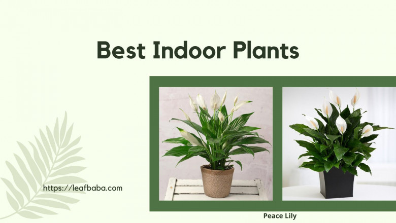 Top 4 Tips to Keep Your Peace Lilies Healthy and Beautiful