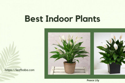 Top 4 Tips to Keep Your Peace Lilies Healthy and Beautiful