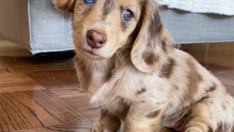 Cheap Miniature Dachshund Puppies for Sale Online