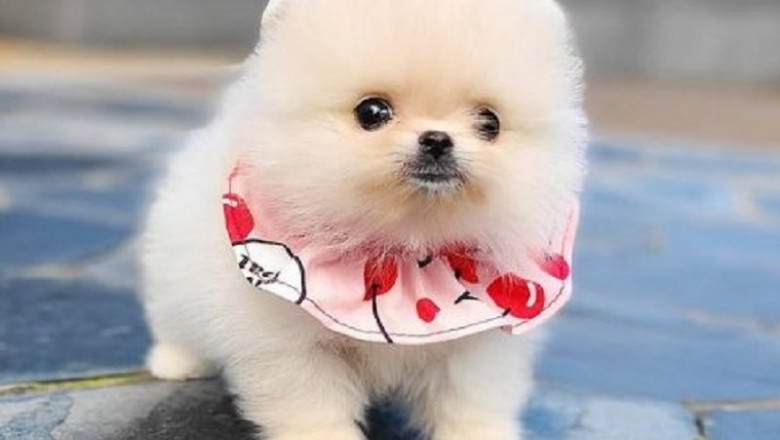 Teacup Pomeranian Puppies for Sale Online