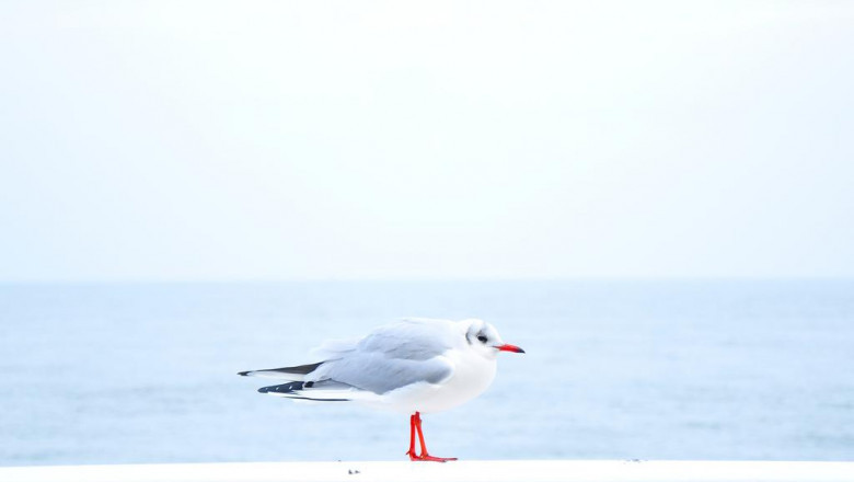 5 reasons to outsource seo to a freelancer