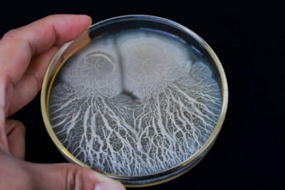 Bacillus Subtilis Is Commonly Used As A Fungicide On Crops To Fight Fungal Diseases