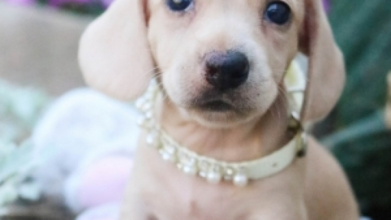 beagle puppies for sale near me